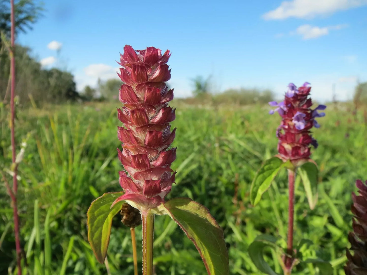 Bulk Medicinal Herb Seeds - Self-Heal, All-Heal (Prunella Vulgaris) for Herbal Remedies & Teas