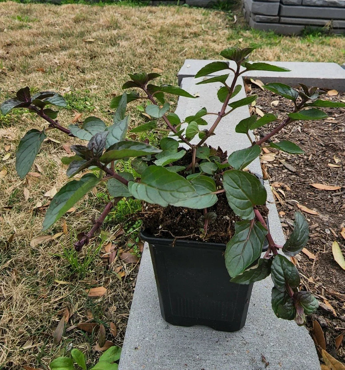 Spearmint Plant in Soil 5"-8" | Mentha spicata | Aromatic Culinary and Medicinal Herb