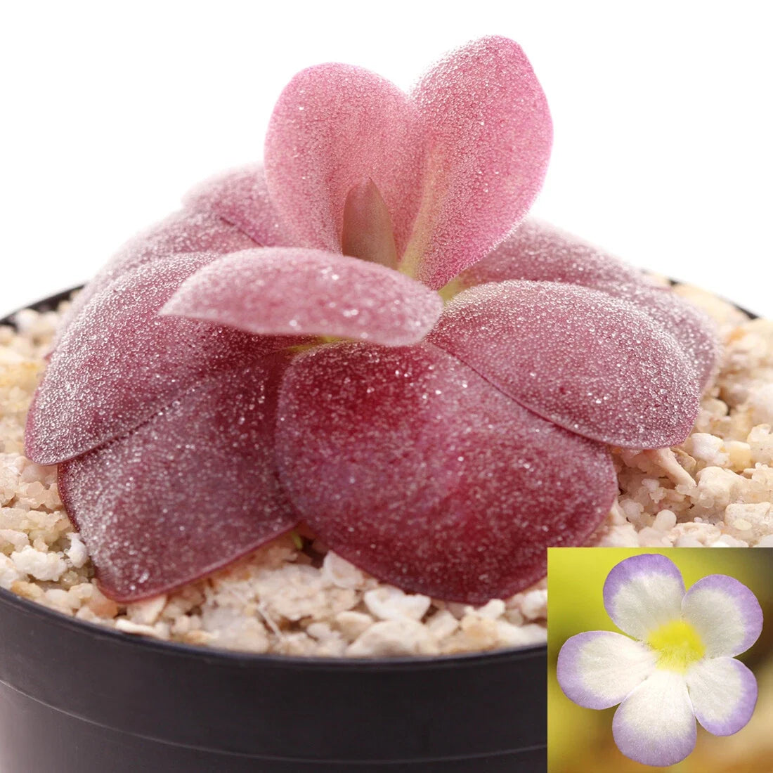 Pinguicula agnata 'Red Leaf' Mexican Butterwort Carnivorous Plant – Live 1-Inch Rosette for Indoor Gardens & Terrariums