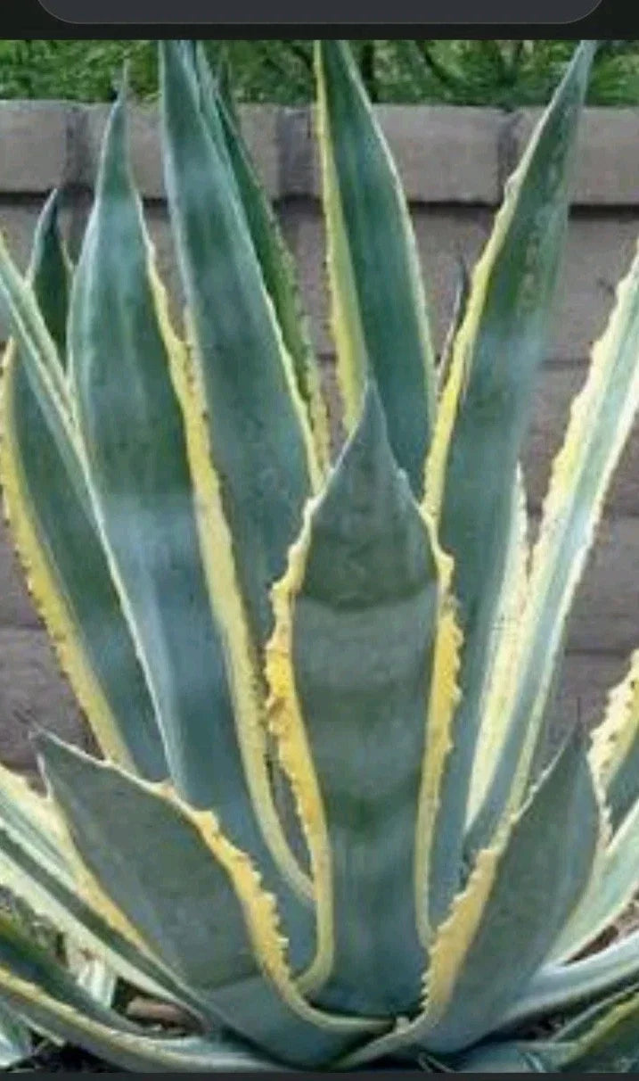 Variegated Agave Plant - Potted Succulent for Indoor/Outdoor Decor - Agave americana variegata