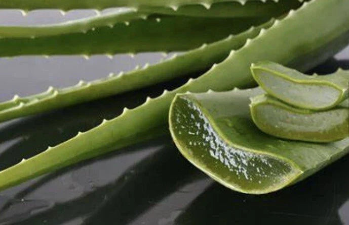 Medium Aloe Vera Plant - Organic Aloe barbadensis Medicinal Succulent