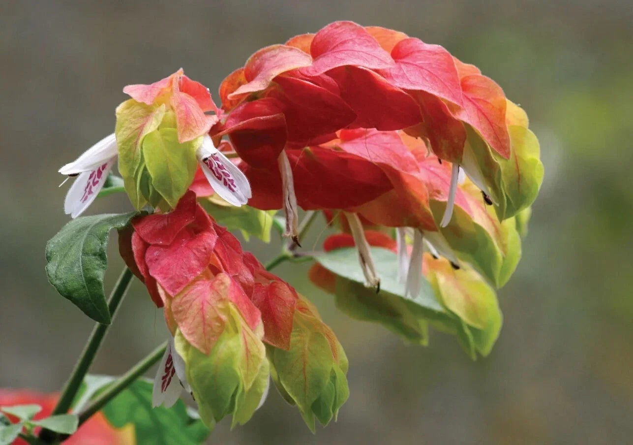 Live Red Shrimp Plant Cutting, 4-6 Inches, Justicia brandegeeana, Tropical Evergreen Shrub, Ornamental Garden, Hummingbird Attractant