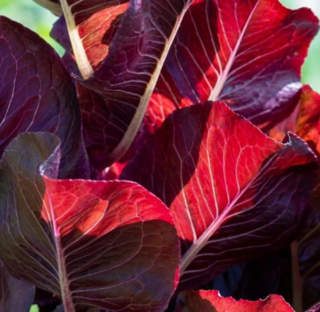 Super Red Romaine Lettuce Seeds - 500+ Non-GMO Lactuca sativa Salad Variety for Home Gardens and Containers
