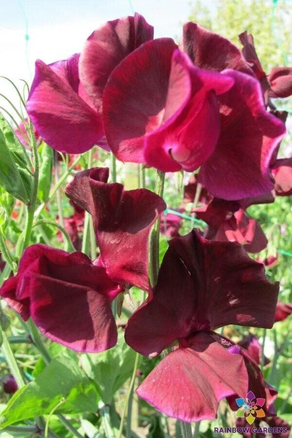 Pip's Maroon Sweet Pea Seeds - 50+ Lathyrus odoratus Garden Climbing Vine for Fragrant Blooms