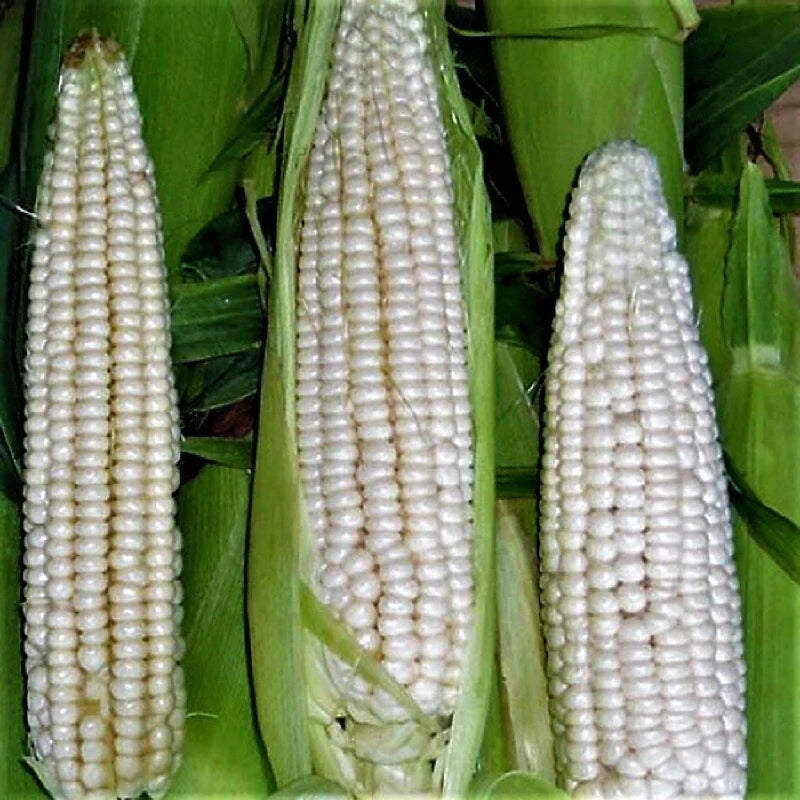 Sweet Corn Seeds - Open Pollinated Stowell's Evergreen Variety Zea mays for Home Garden, Fresh Eating, Canning, and Freezing