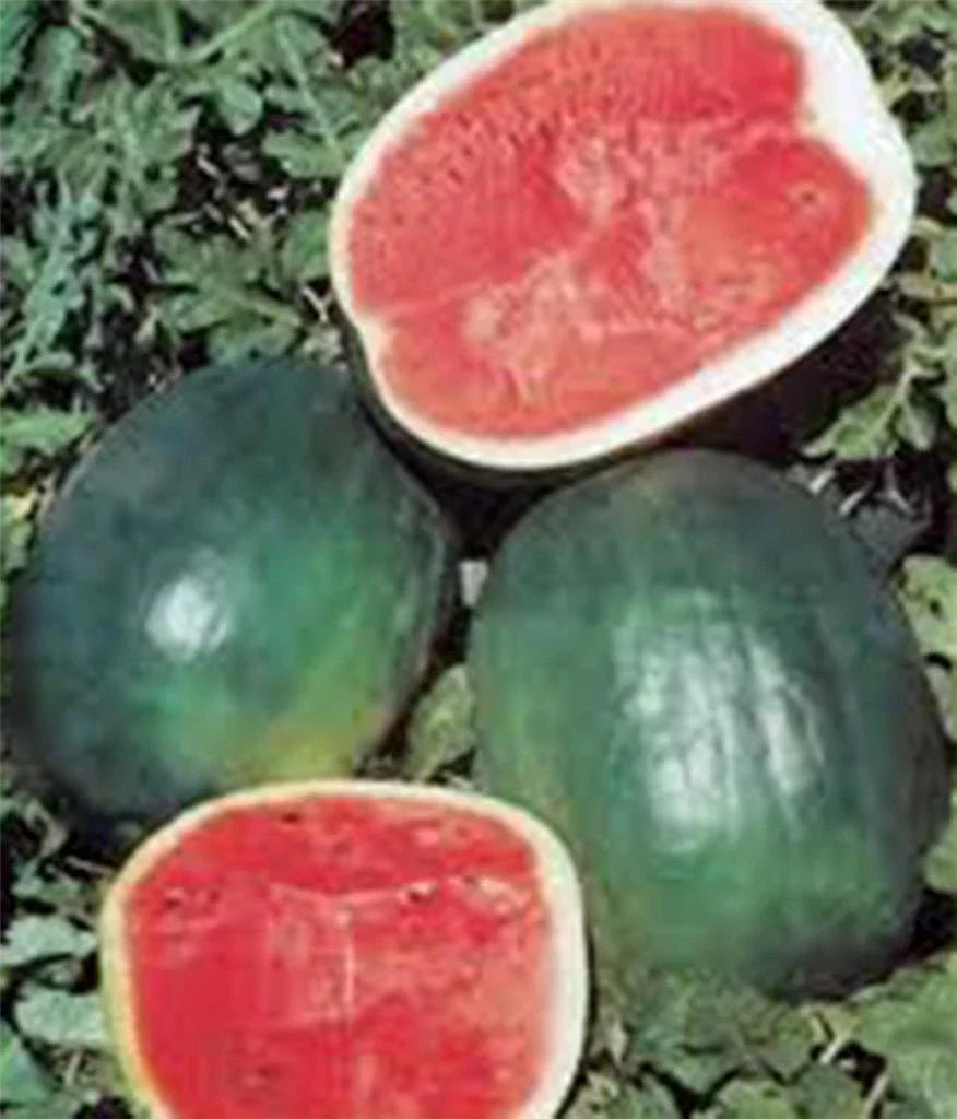Watermelon Seeds, 100 Heirloom Black Diamond Citrullus lanatus Non-GMO Seed Packet for Home Garden