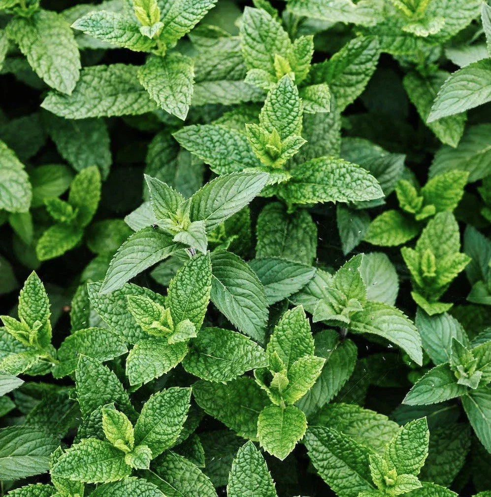Peppermint Seeds 3000 Count Non-GMO Heirloom Mentha piperita Perennial Herb
