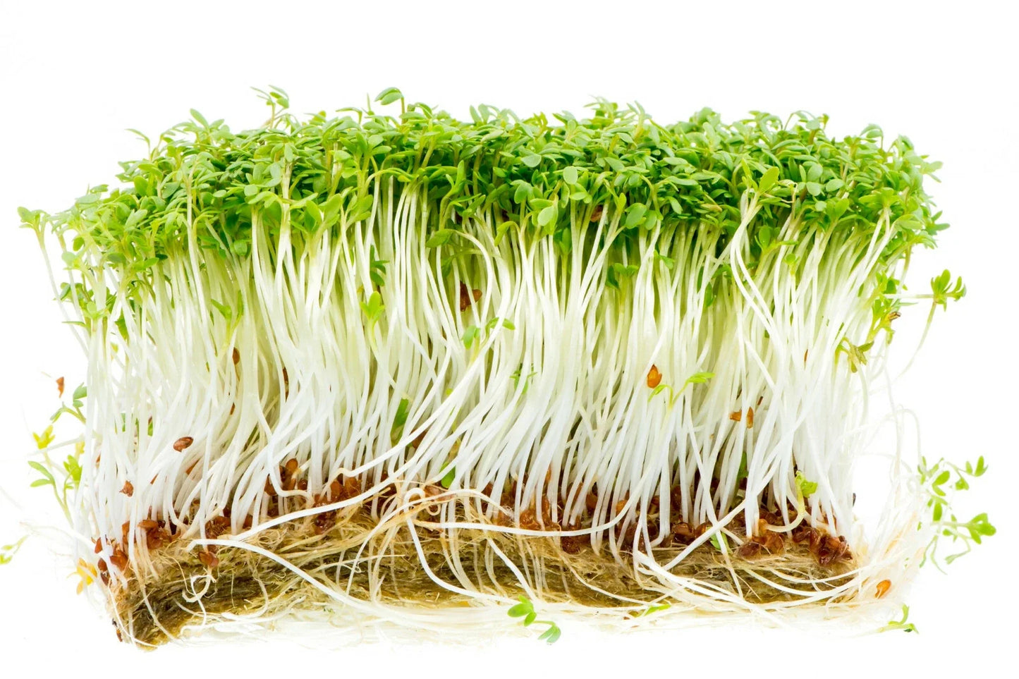 Curled Garden Cress Seeds - 1000+ Non-GMO Microgreens for Salads & Garnishes - Lepidium sativum