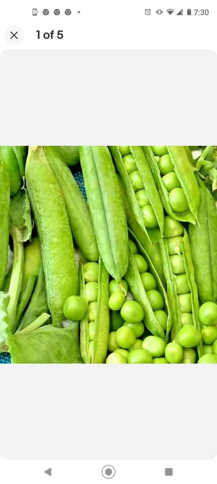 Organic Green Arrow Pea Seeds, Non-GMO Heirloom, Climbing Vine, Pisum sativum, 100-125 Seeds