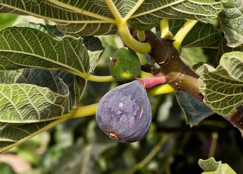Black Madeira Fig Cuttings - 2 Premium Ficus carica Propagation Material for Garden or Container Planting