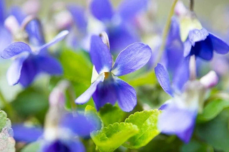 Sweet Violet Plants - 5 Wildcrafted English Viola odorata