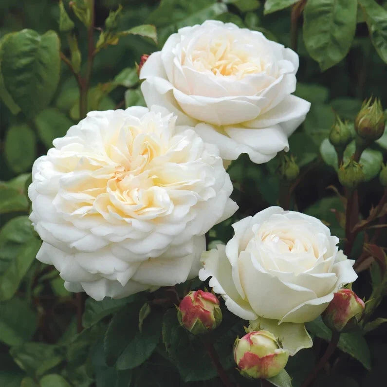 Tranquility Rose Cuttings - 5-8" Unrooted Fresh Stems - David Austin Rosa 'Tranquility' Garden Propagation
