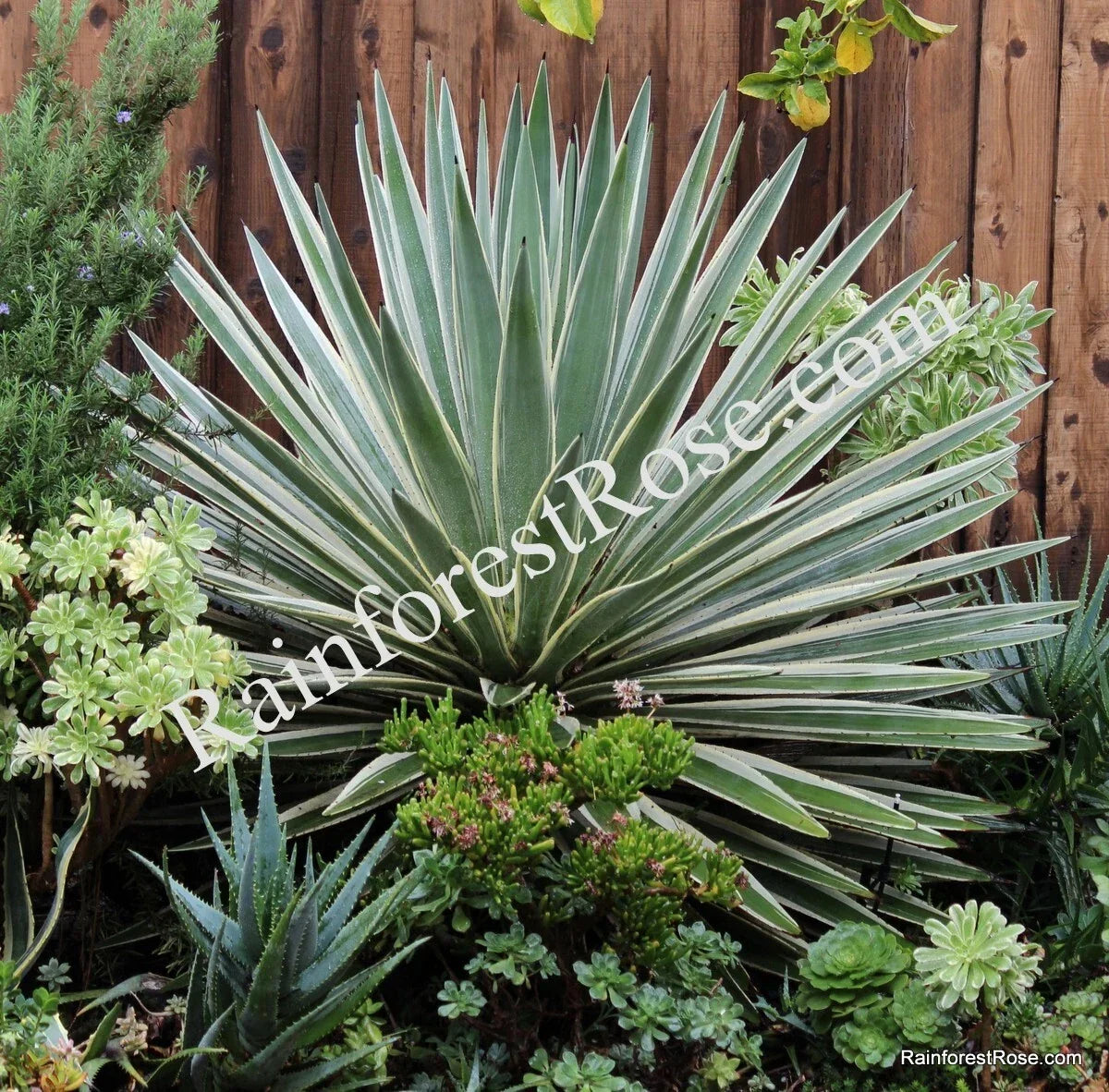 Agave Baby Cuttings - 5 Variegated Caribbean Agave Plants | Agave angustifolia variegata