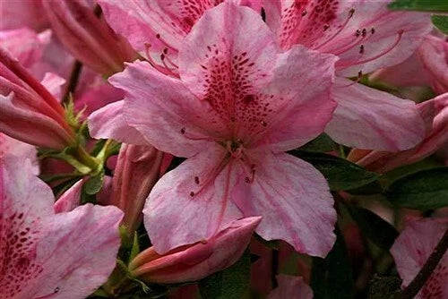 Pink Striped Azalea Starter Plant - Rhododendron 'North Lake Beauty' - Deciduous Shrub for Garden or Landscape