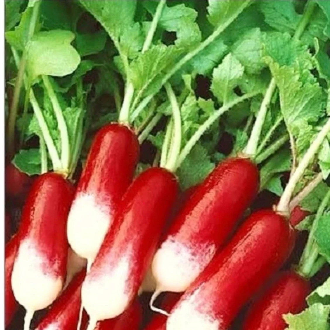 French Radish Seeds, Organic Breakfast Variety, Raphanus sativus, 200+ Seeds, Fast-Growing, Non-GMO, Free Shipping