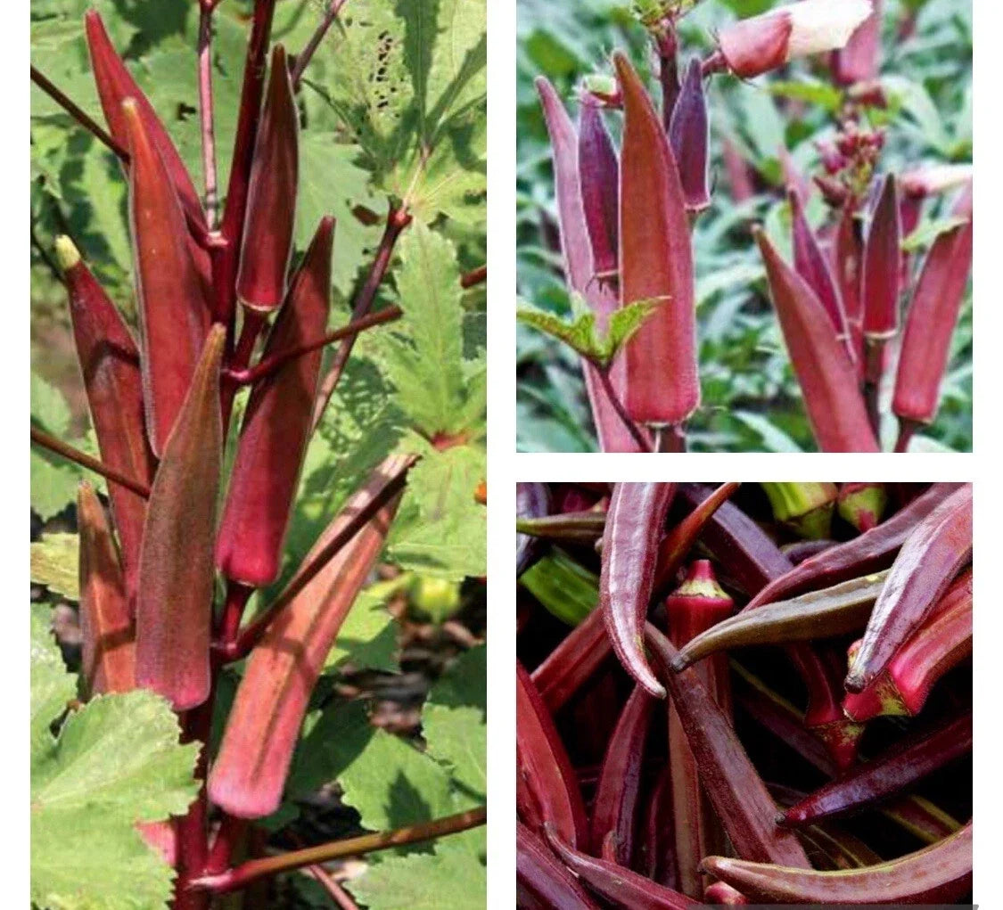Red Burgundy Okra Seeds - Heirloom Non-GMO Pack of 50+ for Home Garden, Abelmoschus esculentus, Vibrant Red Pods