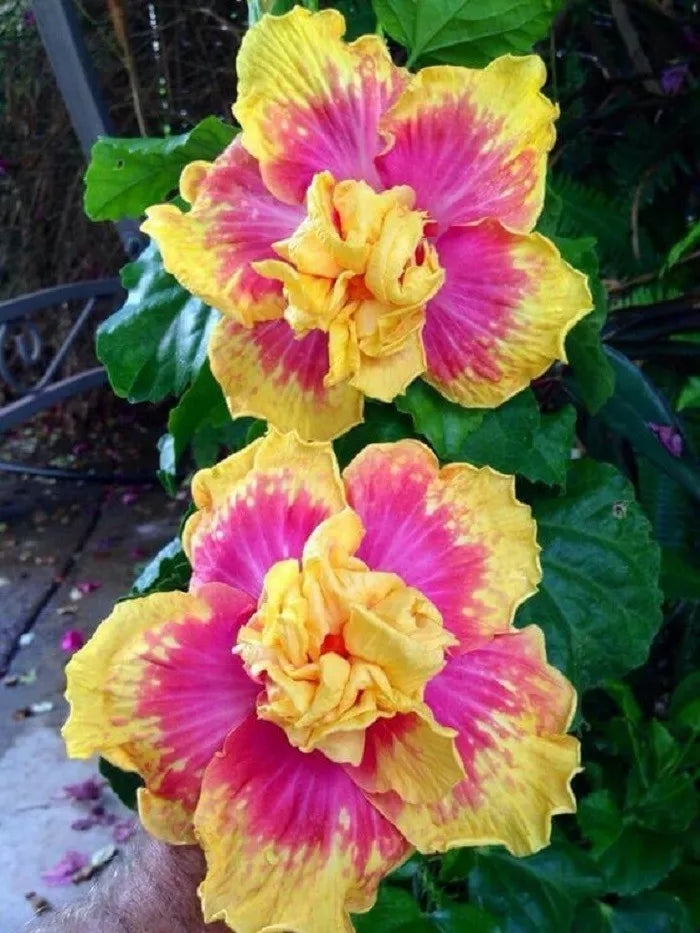Double Pink Yellow Hibiscus Seeds - 20 Pack - Hardy Perennial Hibiscus rosa-sinensis