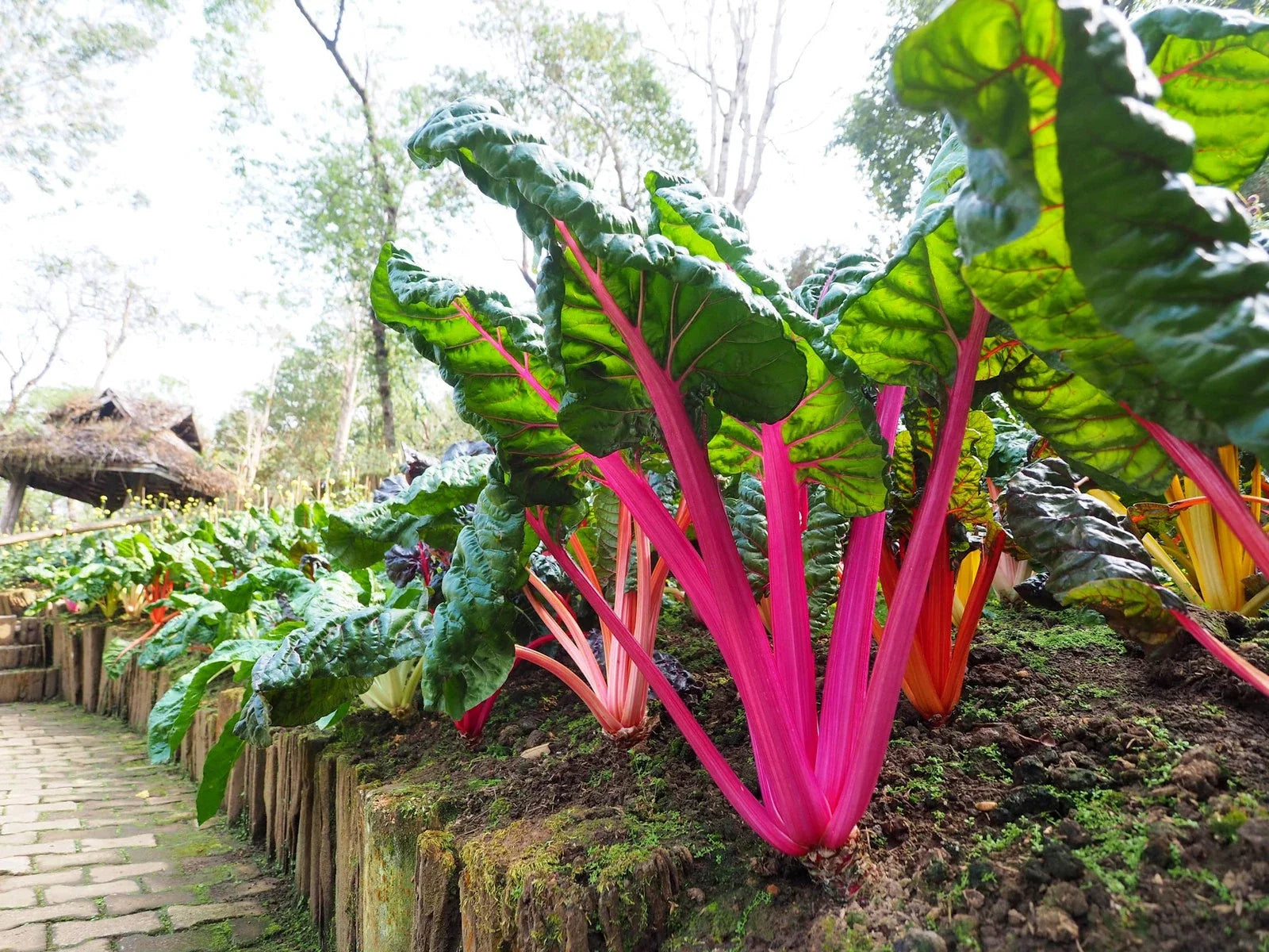 Ruby Red Swiss Chard Seeds - Non-GMO Heirloom Vegetable Seeds for Home Garden - Beta vulgaris subsp. cicla