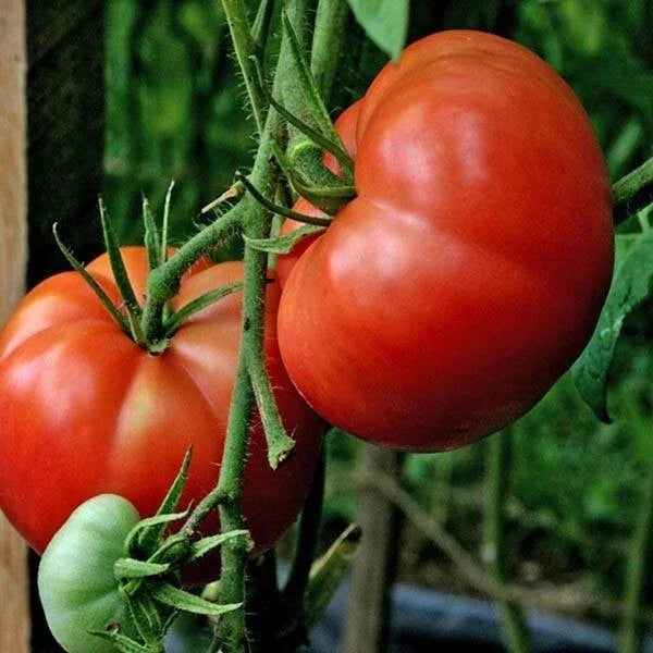 Burpee Big Boy Tomato Seeds - Organic Non-GMO Hybrid Seeds for Large Juicy Tomatoes - Solanum lycopersicum