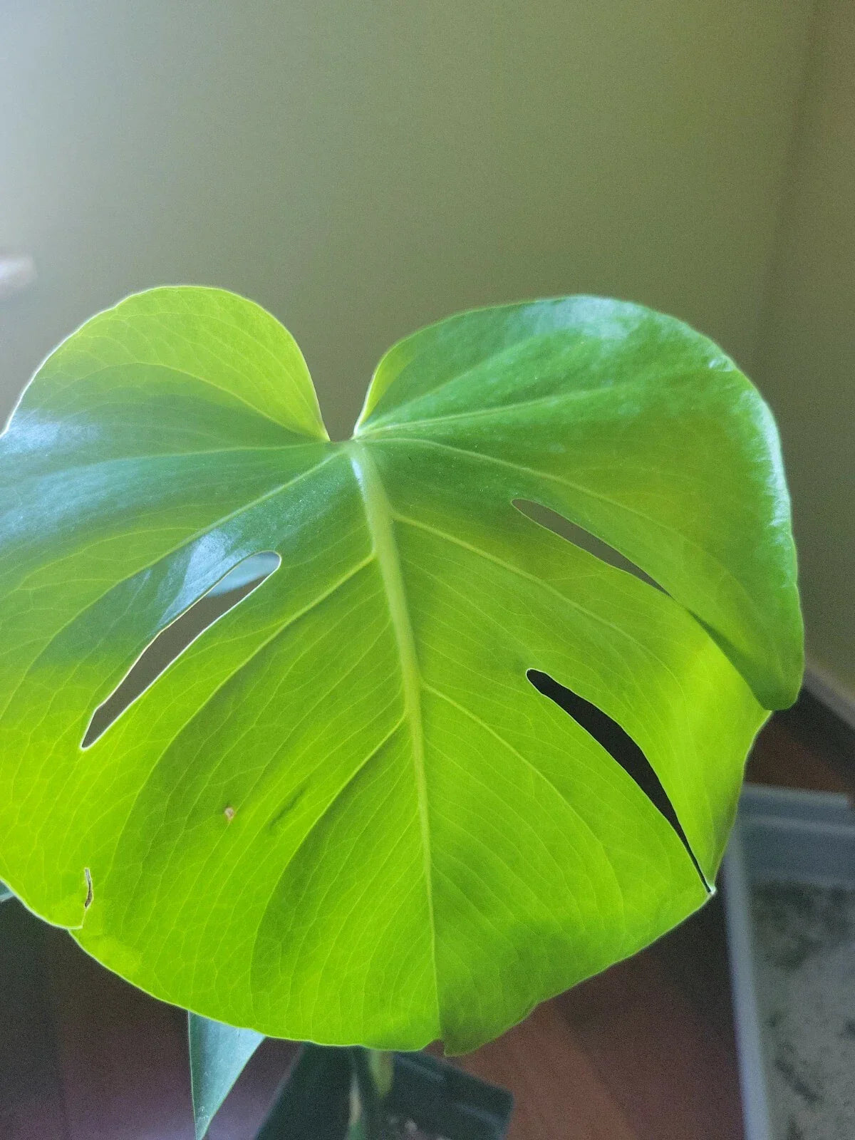LIVE Monstera Deliciosa Plant - Split-Leaf Swiss Cheese Tropical Indoor Houseplant