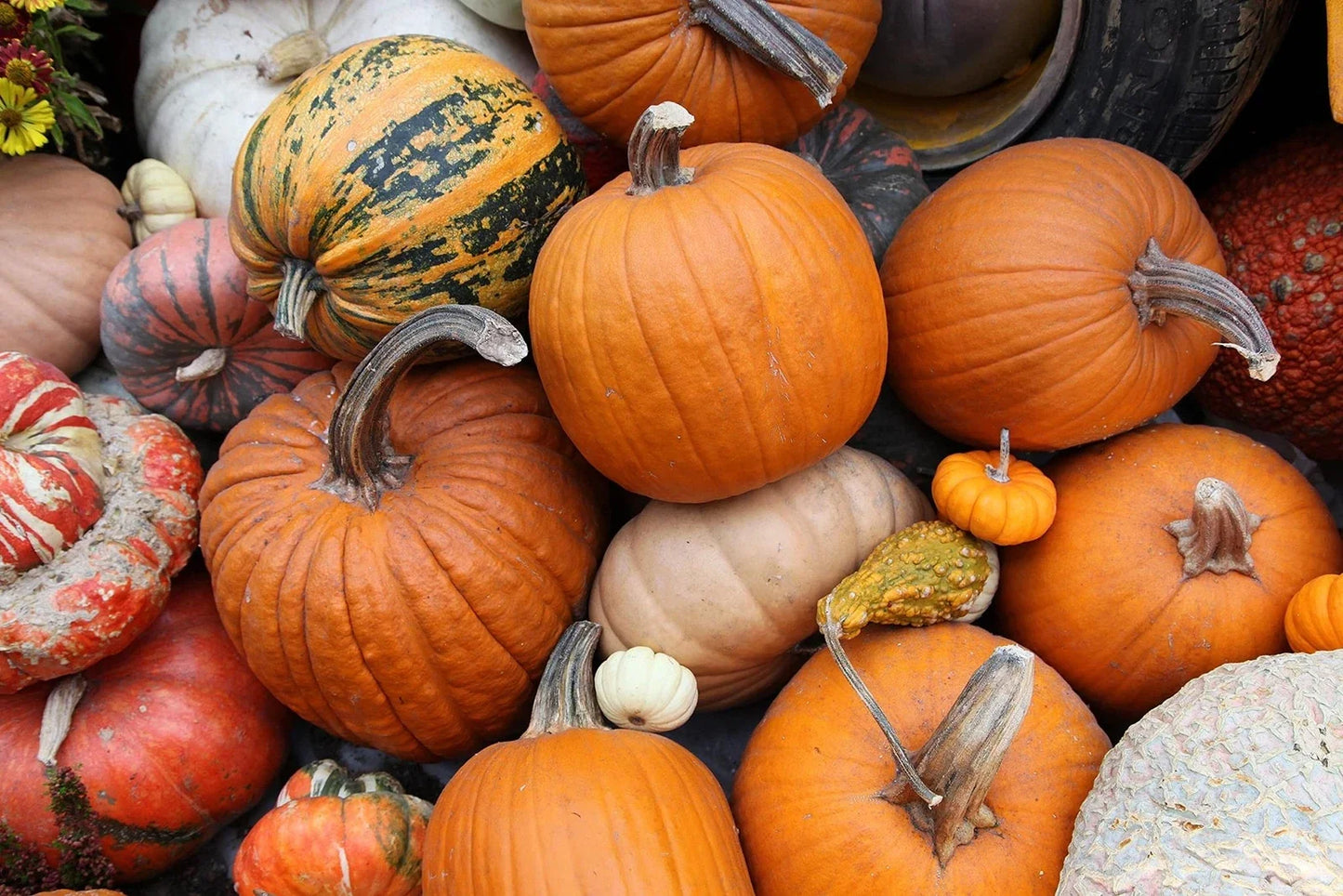 Pumpkin Seeds Kit - 30 Cucurbita pepo for Growing Pumpkins & Gourds in Garden