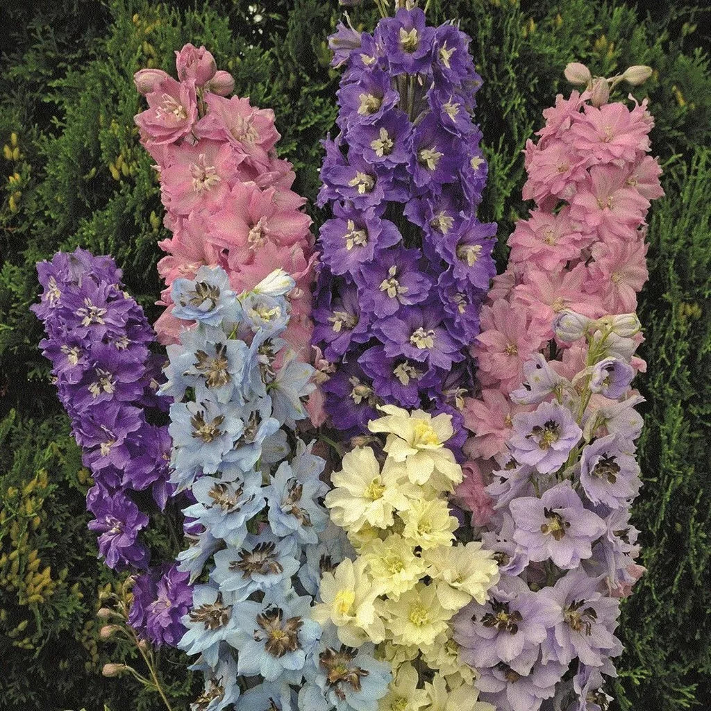 Millennium Star Delphinium Seeds – Perennial Flower Seeds for Borders & Gardens – Delphinium elatum, Vibrant Blue, 50 Pack