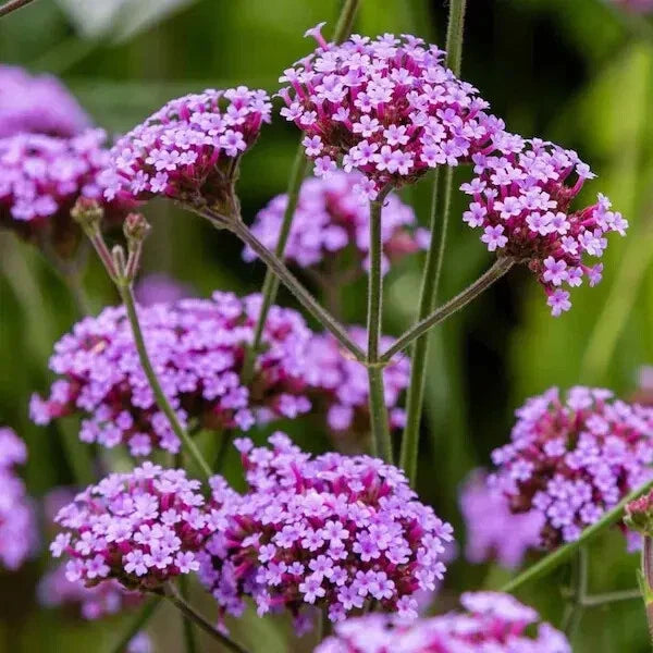 Purpletop Verbena Seeds - Organic Perennial Flower - Verbena bonariensis - Attracts Pollinators - USA Grown, Ships Free