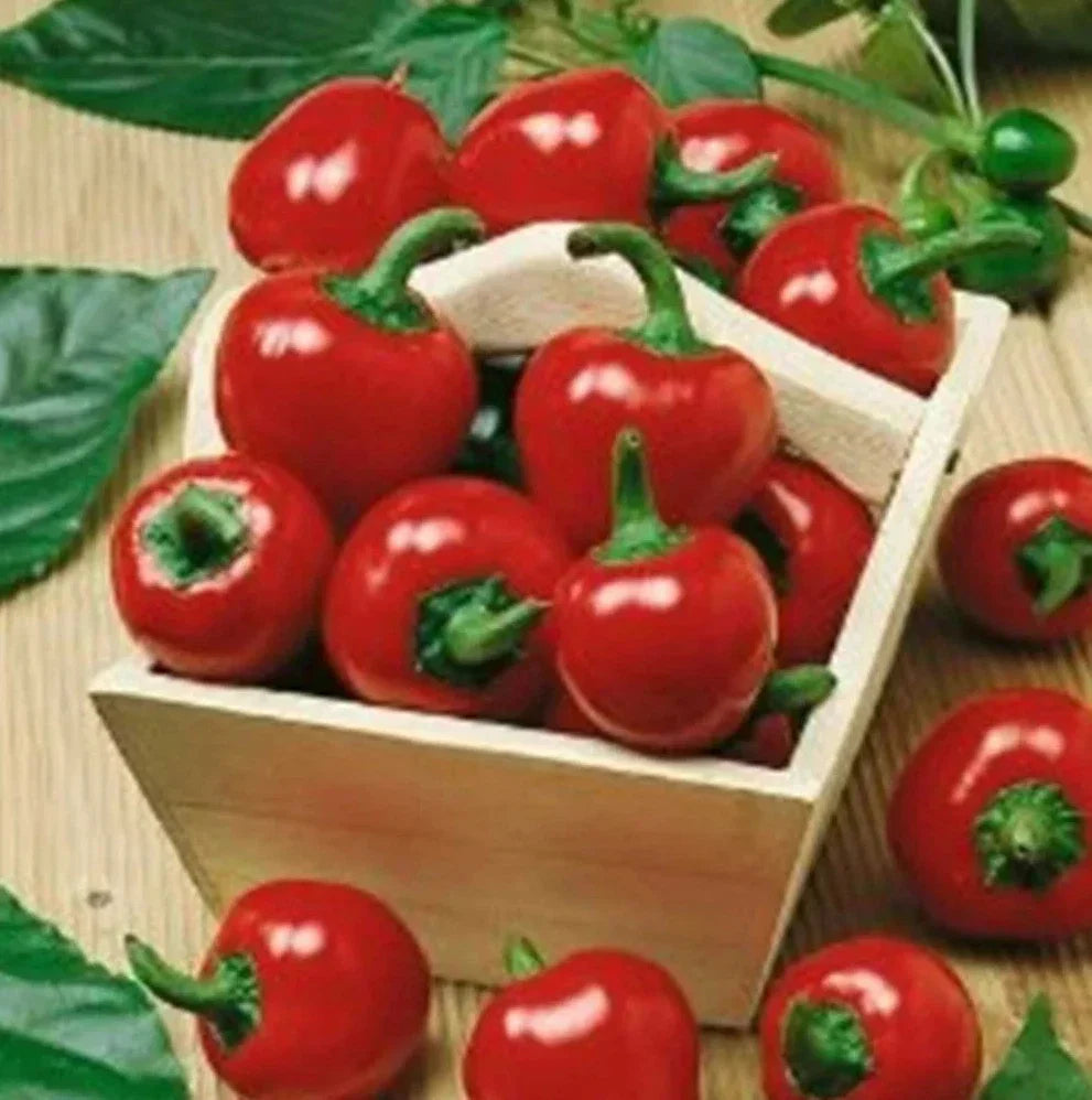 Large Red Cherry Hot Pepper Seeds - 1000+ Seeds - Capsicum annuum - 3000-5000 SHU