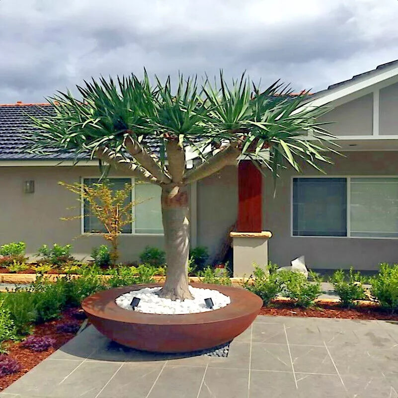 Dragon's Blood Tree Seeds - 10 Pack, Dracaena draco, Exotic Canary Island Bonsai, Unique Architectural Foliage, Indoor & Outdoor Cultivation