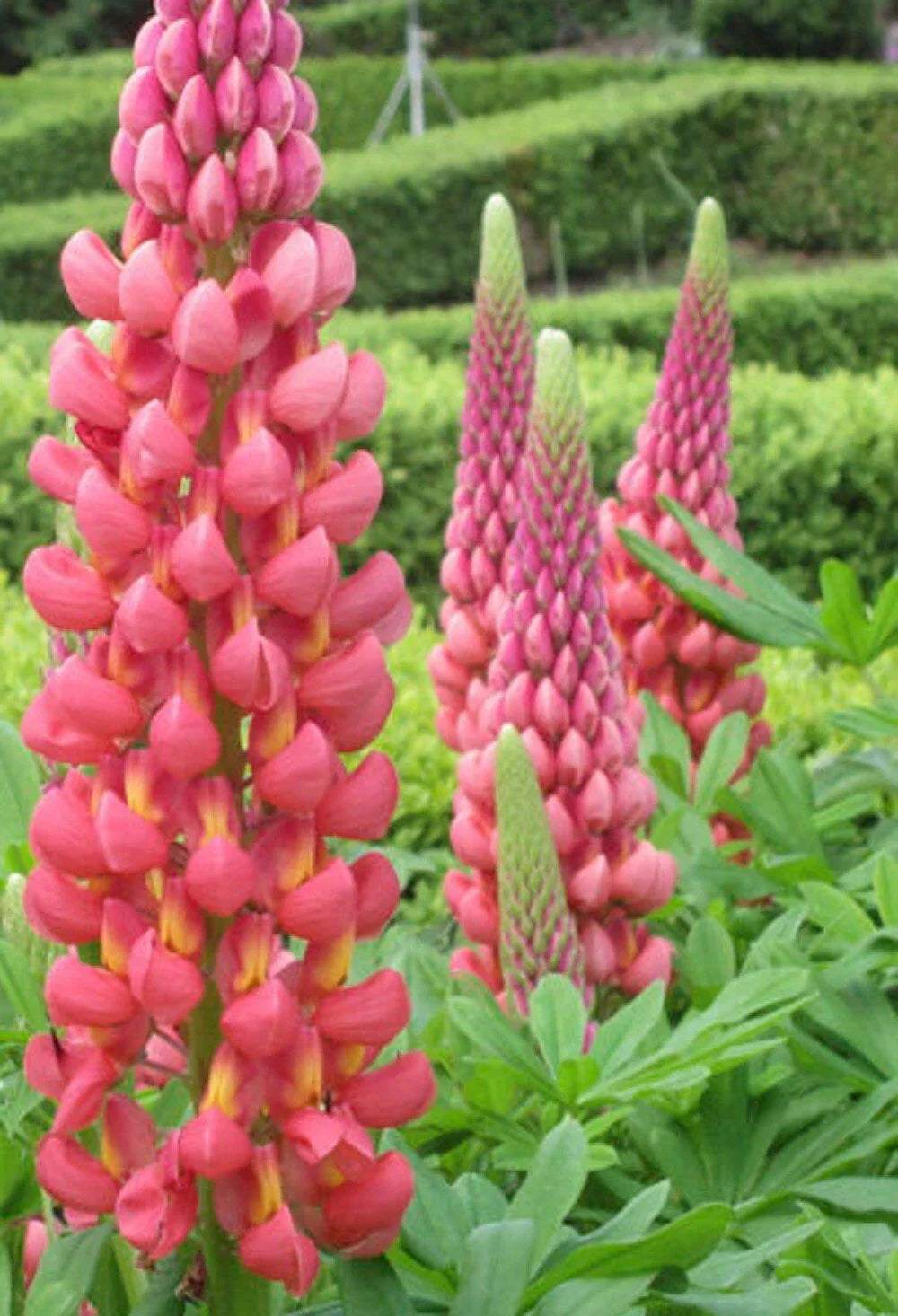 Towering Infero Lupine Seeds - 25 Perennial Lupinus polyphyllus Seeds - US Seller