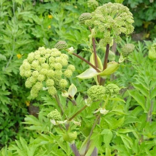 Angelica archangelica Seeds - Biennial Culinary Herb - Fragrant Licorice Aroma - Non-GMO 100 Seeds