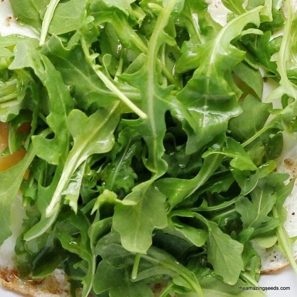 Non-GMO Arugula Seeds 250+ Pack Eruca sativa for Salad Greens, Container Gardening, Fast-Growing, Free Shipping