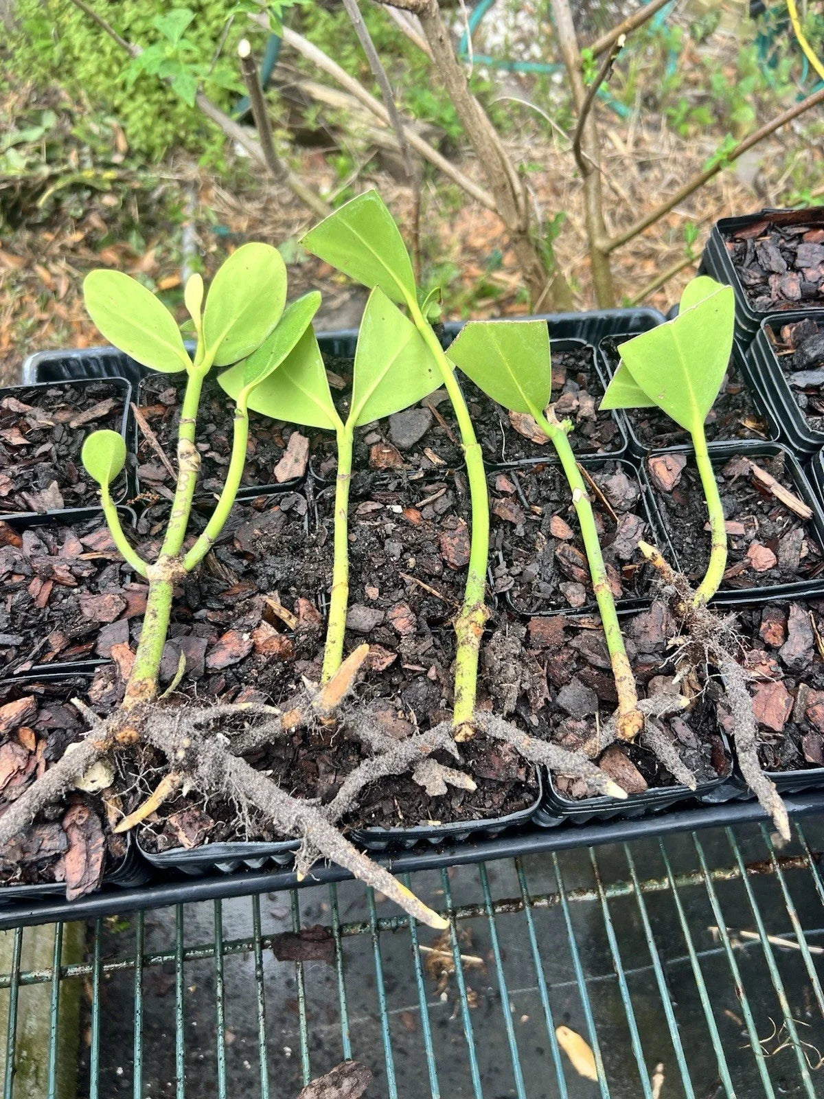 Bare Root Clusia Plants 5 Pack | Tropical Evergreen Shrubs Clusia rosea for Garden & Indoor
