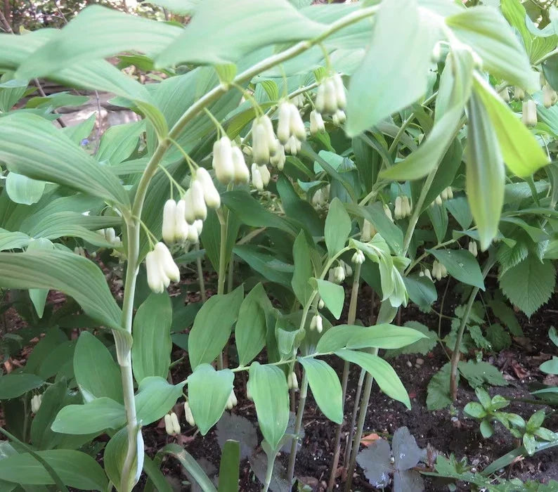 Wild Solomon's Seal Plant Bare Root 10-Pack Polygonatum Biflorum Clump-Forming, Shade Garden, Pollinator Attracting