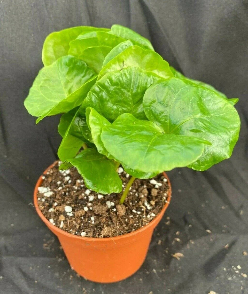 Coffea Arabica Plant | 3" Pot | Live Coffee Tree Houseplant | Indoor Rooted Coffee Plant