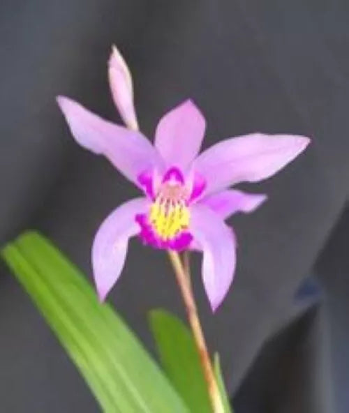 Orchid Plant Bletilla striata 'Kate' Rooted 3-Inch Pot, Cold Hardy, Purple and White Blooms, Shaded Garden, Indoor or Outdoor