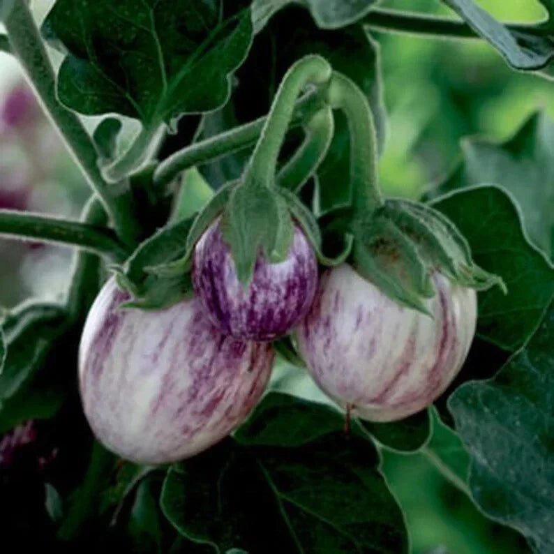 Organic Patio Pinstripe Eggplant Seeds - 50 Count - Non-GMO, USA Grown