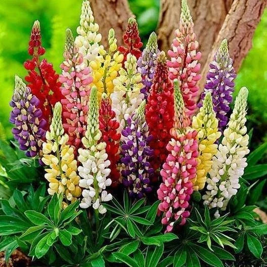 Russell Lupine Seeds Minarette Dwarf Mixed Colors Perennial Flower Non-GMO 50 Seeds Lupinus