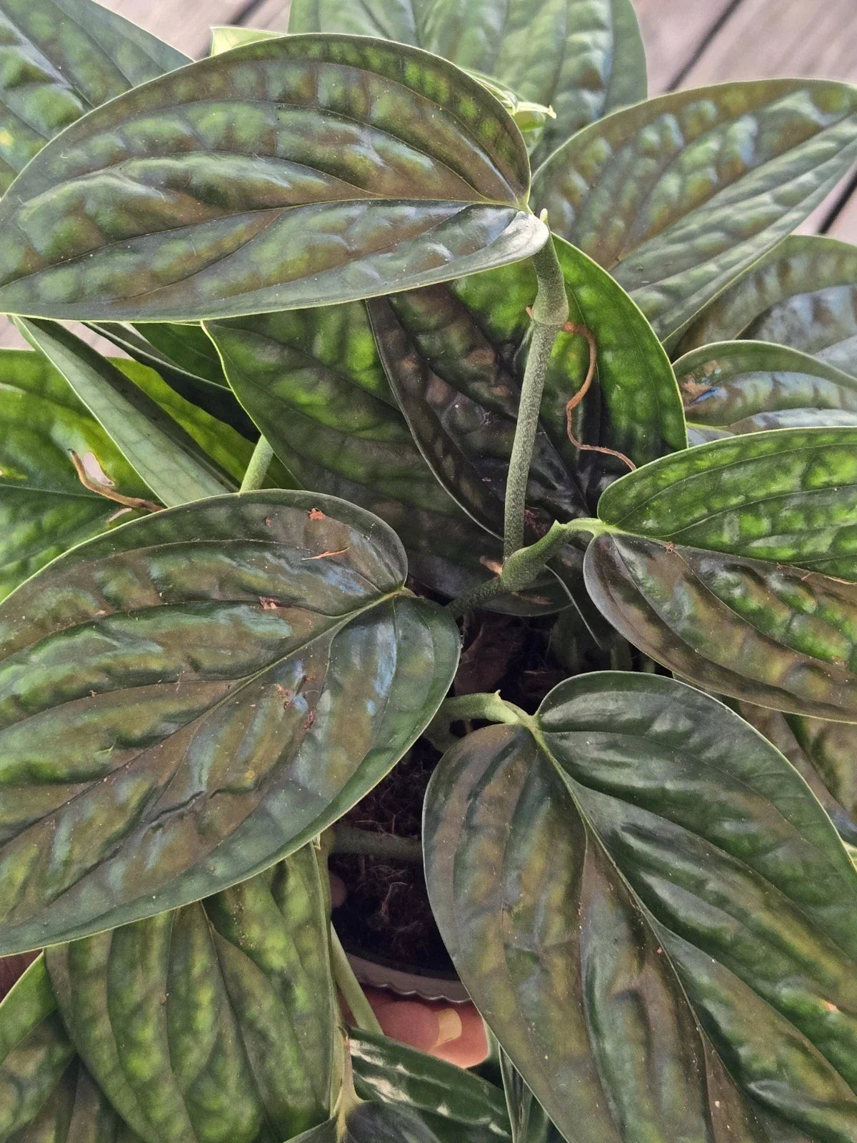 Monstera Peru Plant Cuttings - Tropical Monstera karstenianum for Indoor Gardening