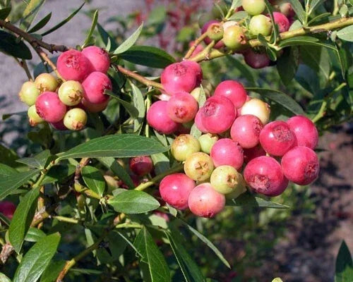 Pink Lemonade Blueberry Plant, 3" Pot, Vaccinium x 'Pink Lemonade' Rooted Live Plant for Small Gardens and Containers