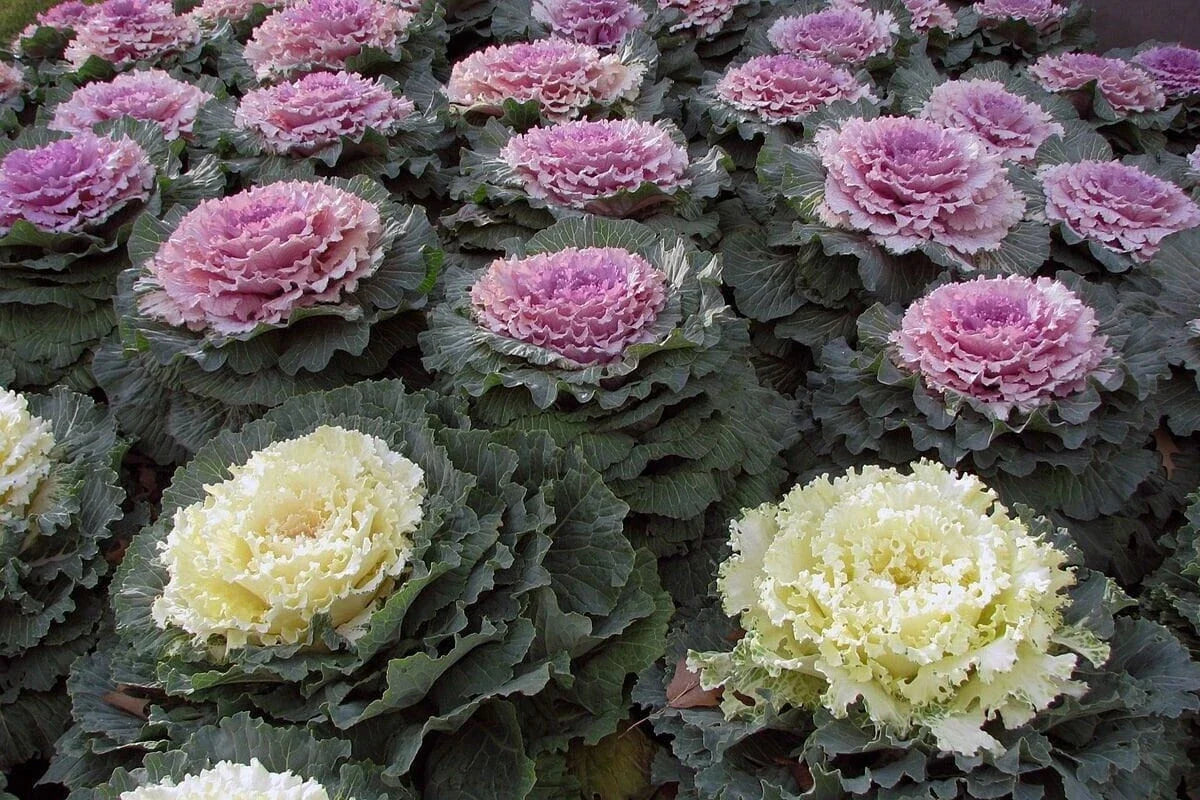 Ornamental Kale Seeds Non-GMO, Colorful Brassica oleracea Var. acephala for Garden Beds & Containers