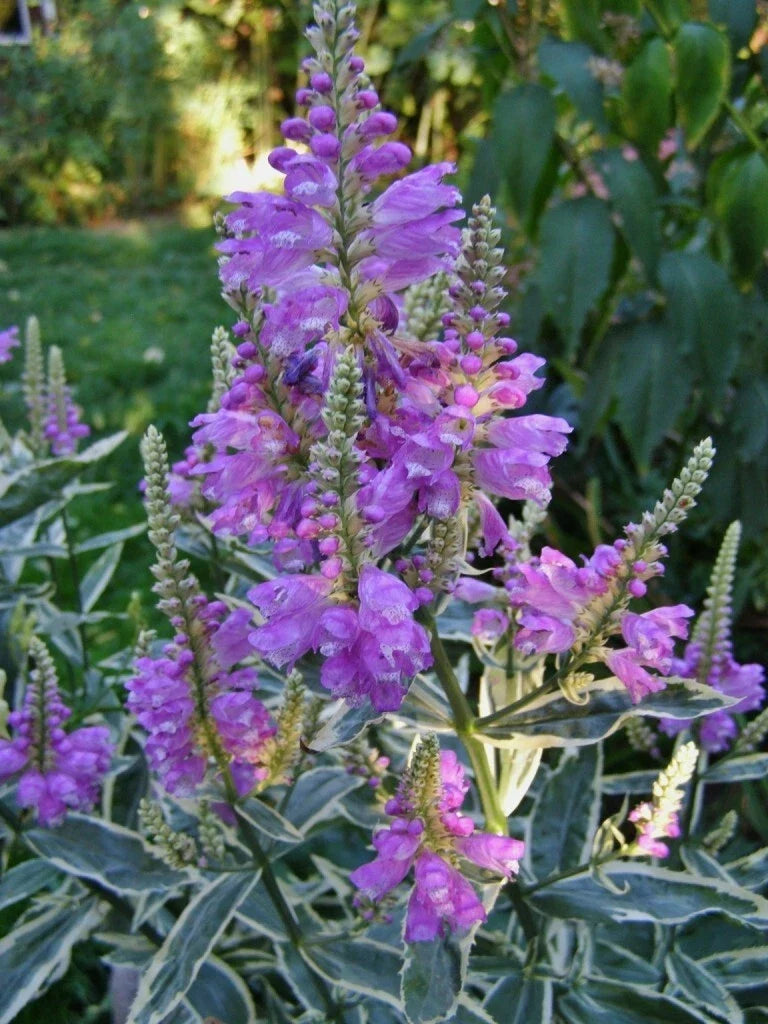 Obedient Plant Live Plant in 4-Inch Pot - Variegated Physostegia virginiana with Pink Flowers