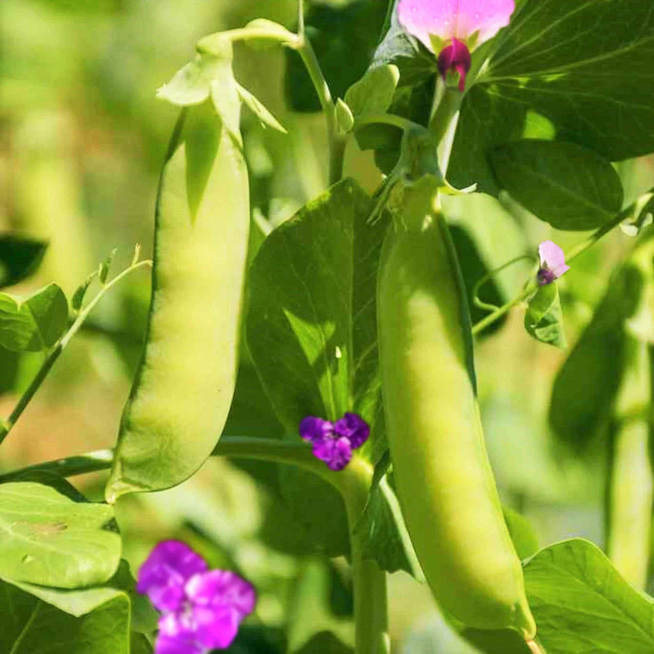 Dwarf Grey Sugar Pod Snow Pea Seeds | Asian Snap Peas | Compact Bushy Variety | Pisum sativum var. macrocarpon