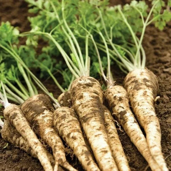 Organic Hamburg Root Parsley Seeds - 500 Pack, Petroselinum crispum var. tuberosum, Biennial Herb, USDA Zones 3-9