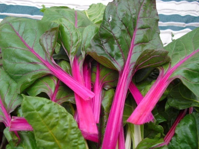 Swiss Chard Seed Pink Lipstick Variety - Beta vulgaris subsp. cicla - Fresh Non-GMO Seeds