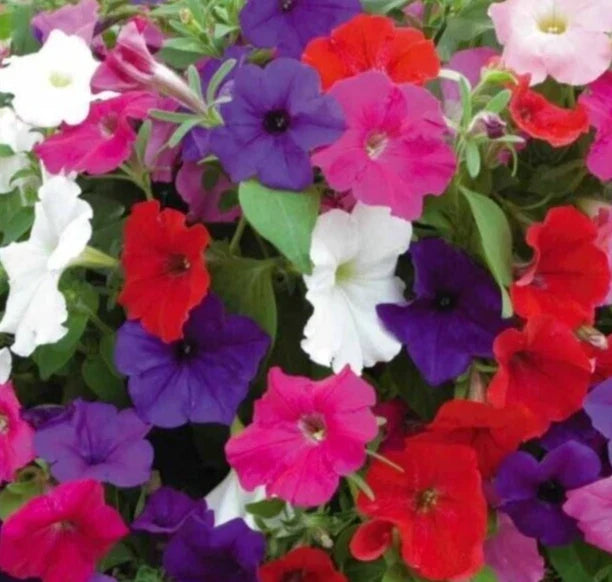Petunia Seeds Dwarf Mix Annual Flower Garden - Over 4000 Mixed Colors (Petunia spp.)