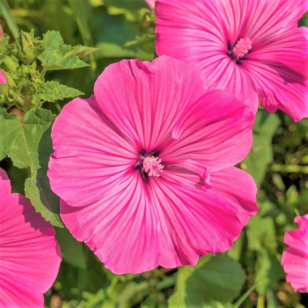 Pink Rose Mallow Seeds - Malva Trimestris Royal Tree French Hollyhock Flower Seeds for Garden, Borders, and Cuttings