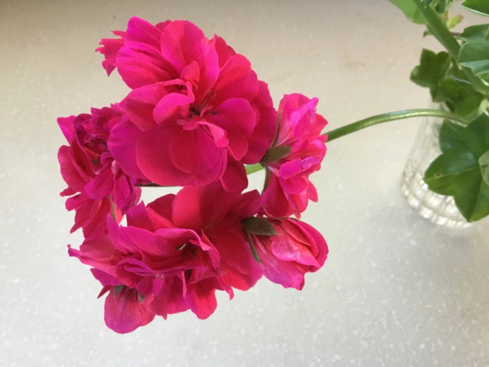 Ivy Geranium Cuttings 6 Pack Double Deep Rose Pelargonium peltatum for Rooting, Trailing Blooms, Garden, Container, Hanging Basket