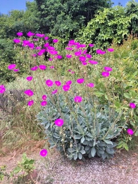 Rock Purslane Cuttings 6 Pack - Magenta Purple Blooms - Calandrinia Spectabilis - Drought Tolerant Ground Cover
