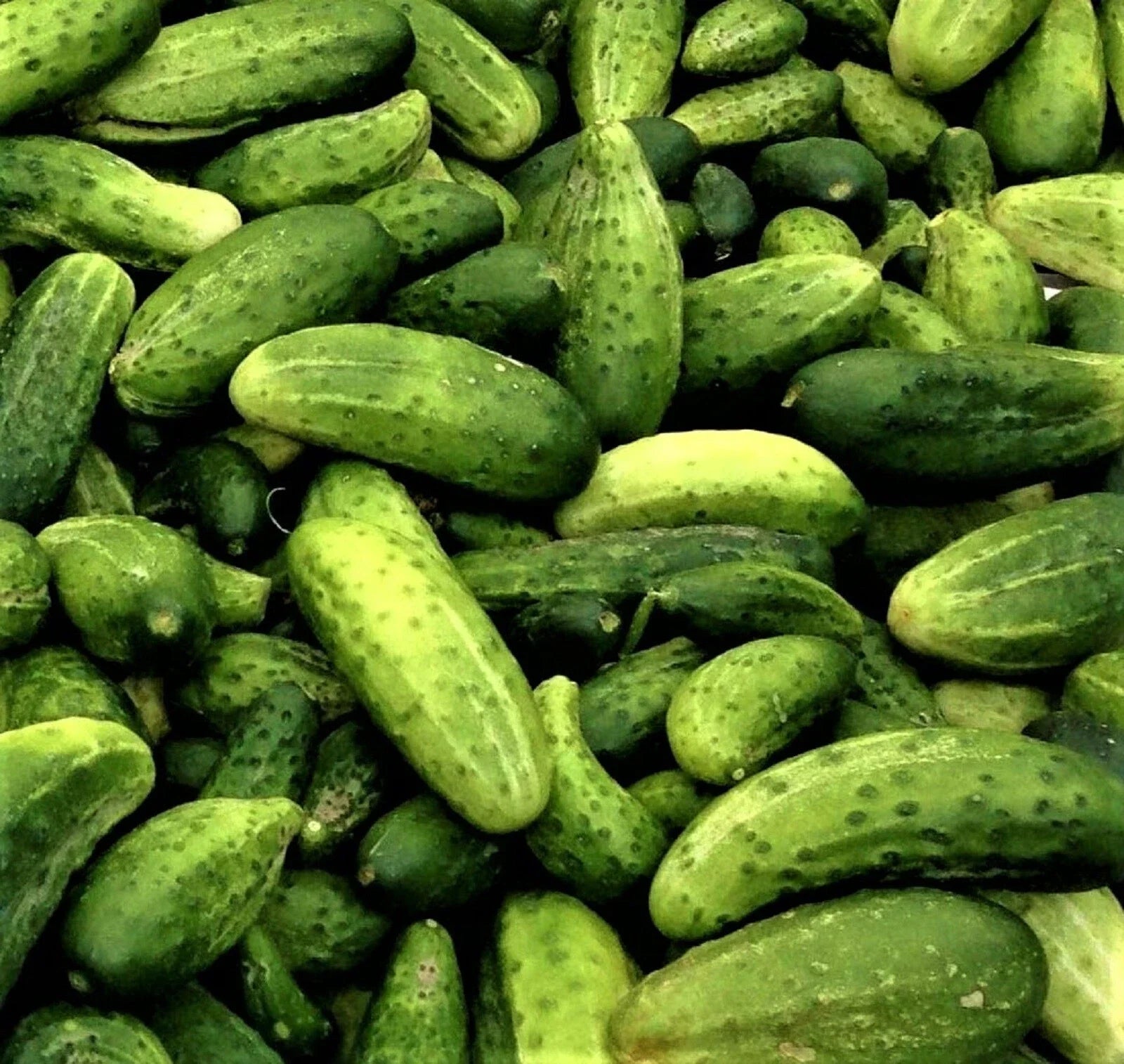 Boston Pickling Cucumber Seeds – Non-GMO, Pack of 60+ Cucumis sativus for Home Gardening, Compact Vining Plant